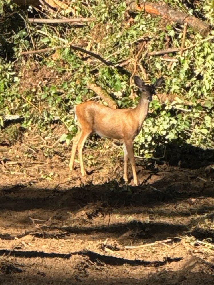 A deer standing at the edge of the newly cleared ground on the property